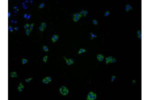Immunofluorescence staining of HepG2 cells with ABIN7147879 at 1:100, counter-stained with DAPI. (Claudin 11 antibody  (AA 23-82))