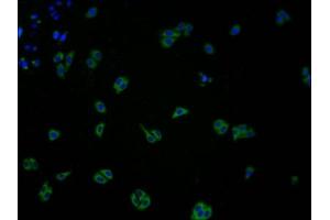 Immunofluorescence staining of HepG2 cells with ABIN7147879 at 1:100, counter-stained with DAPI. (Claudin 11 antibody  (AA 23-82))