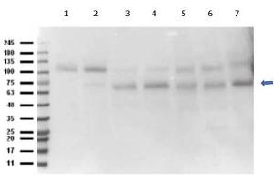 Western Blot of Rabbit anti-Abi1 antibody. (ABI1 antibody  (C-Term))