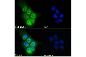 Immunofluorescence (IF) image for anti-Synovial Apoptosis Inhibitor 1, Synoviolin (SYVN1) (Internal Region) antibody (ABIN1590085)