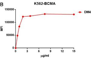 B. (BCMA antibody  (AA 1-54))