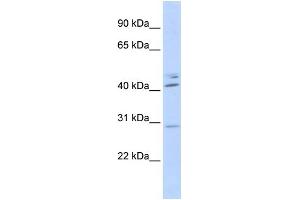 WB Suggested Anti-SPIC Antibody Titration:  0. (SPIC antibody  (N-Term))