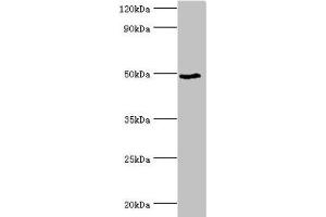 Western blot All lanes: BANP antibody at 6 μg/mL + HepG2 whole cell lysate Secondary Goat polyclonal to rabbit IgG at 1/10000 dilution Predicted band size: 57, 52, 49, 54, 55, 51, 56 kDa Observed band size: 49 kDa