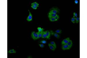 Immunofluorescence staining of HepG2 cells with ABIN7167660 at 1:130, counter-stained with DAPI. (RXFP2 antibody  (AA 33-158))