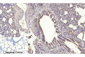 Immunohistochemical analysis of paraffin-embedded rat lung tissue.