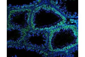 IF analysis of DDX4 using anti-DDX4 antibody (ABIN7601203). (DDX4 antibody  (AA 3-666))