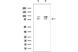anti-TBX2/3 (Internal Region) antibody