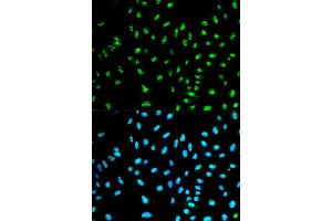 Immunofluorescence analysis of HeLa cell using NCF2 antibody. (NCF2 antibody  (AA 227-526))