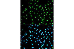 Immunofluorescence analysis of HeLa cell using NCF2 antibody. (NCF2 antibody  (AA 227-526))