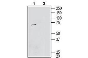 Western blot analysis mouse BV-2 microglia cell lysate: - 1. (TMEM119 antibody  (Extracellular, N-Term))