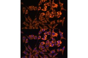 Immunofluorescence analysis of L929 cells using MT-ND3 antibody (ABIN7268601) at dilution of 1:100. (MT-ND3 antibody)