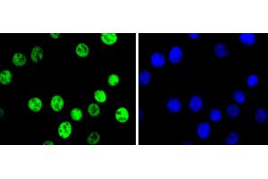 NIH/3T3 cells were fixed in paraformaldehyde, permeabilized with 0. (C-JUN antibody)