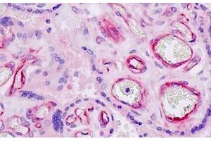 Human Placenta, Endothelium: Formalin-Fixed, Paraffin-Embedded (FFPE) (Nidogen 1 antibody  (AA 219-268))