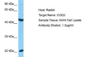 Host:  Rabbit  Target Name:  COQ3  Sample Type:  A549 Whole Cell lysates  Antibody Dilution:  1.