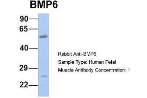 Host: Rabbit  Target Name: BMP6  Sample Tissue: Human Fetal Muscle  Antibody Dilution: 1. (BMP6 antibody  (N-Term))