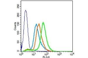 HCCLM3 cells probed with Rabbit Anti-BMPR1A Polyclonal Antibody, Unconjugated  at 1:20 dilution for 30 minutes followed by incubation with a conjugated secondary -FITC) (green) for 30 minutes compared to control cells (blue), secondary only (light blue) and isotype control (orange). (BMPR1A antibody  (AA 101-200))