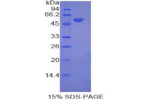 SDS-PAGE analysis of Rat KIF5A Protein.