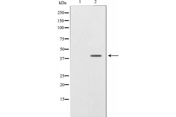 Neuregulin 1 antibody  (N-Term)