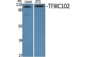 Western Blot (WB) analysis of specific cells using TFIIIC102 Polyclonal Antibody. (GTF3C3 antibody  (N-Term))