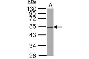 Western Blotting (WB) image for anti-Tubulin, beta 2C (TUBB2C) (Internal Region) antibody (ABIN1493535)