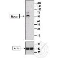 anti-N-Myc Proto-Oncogene Protein (MYCN) (AA 401-464) antibody