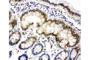 Anti-Lamin A+C antibody, IHC(P) IHC(P): Rat Intestine Tissue