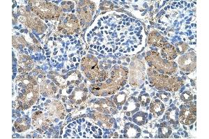 GLS2 antibody was used for immunohistochemistry at a concentration of 4-8 ug/ml to stain EpitheliaI cells of renal tubule (arrows) in Human Kidney. (GLS2 antibody)