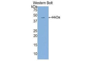 Western Blotting (WB) image for anti-Interleukin 6 (IL6) (AA 30-212) antibody (ABIN3201268) (IL-6 antibody  (AA 30-212))