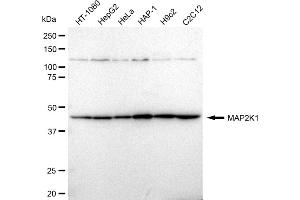 Western blotting analysis using MAP2K1 antibody (ABIN7799460). (Recombinant MEK1 antibody)