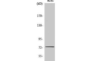 Western Blotting (WB) image for anti-Slingshot Homolog 3 (SSH3) (Internal Region) antibody (ABIN3180330) (SSH3 antibody  (Internal Region))