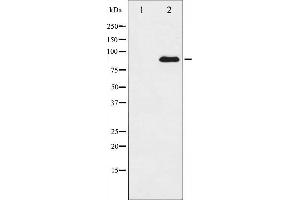 Western blot analysis of SP1 expression in HT29 whole cell lysates,The lane on the left is treated with the antigen-specific peptide.