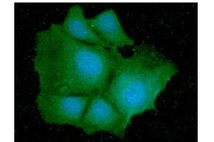 ICC/IF analysis of IDH1 in Hep3B cells line, stained with DAPI (Blue) for nucleus staining and monoclonal anti-human IDH1 antibody (1:100) with goat anti-mouse IgG-Alexa fluor 488 conjugate (Green). (IDH1 antibody  (AA 1-414))