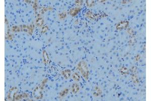 ABIN6279071 at 1/100 staining Mouse kidney tissue by IHC-P. (ACOT9 antibody  (Internal Region))