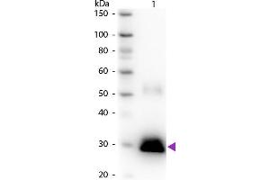 Western blot of Peroxidase conjugated Goat Anti-Rabbit IgG F(c) secondary antibody. (Goat anti-Rabbit IgG (Fc Region) Antibody (HRP))