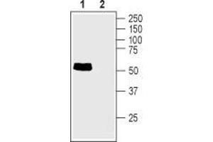 Western blot analysis of rat small intestine lysate: - 1. (TAUT antibody  (C-Term, Intracellular))