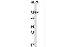 Western blot analysis in HL-60 cell line lysates (35ug/lane). (RBM39 antibody  (N-Term))