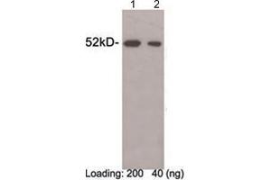Western blot analysis of DYKDDDDK fusion protein (MW~ 49 kDa) using 1 µg/mL Rabbit Anti-DYKDDDDK-tag Polyclonal Antibody (ABIN398402) Lane 1-2: DYKDDDDK-tag fusion protein expressed in E. (DYKDDDDK Tag antibody)