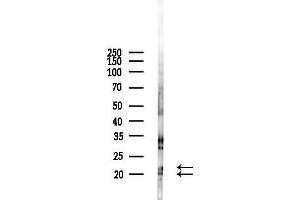 anti-Killer Cell Lectin-Like Receptor Subfamily D, Member 1 (KLRD1) (C-Term) antibody