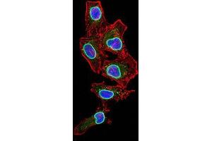 Immunocytochemistry (ICC) image for anti-Lamin B2 (LMNB2) (AA 401-600) antibody (ABIN5542337)