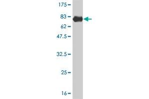 Western Blotting (WB) image for anti-Transcription Elongation Factor A (SII), 3 (TCEA3) (AA 1-348) antibody (ABIN520746)