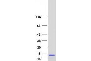 Validation with Western Blot (CDKN2B Protein (Transcript Variant 2) (Myc-DYKDDDDK Tag))