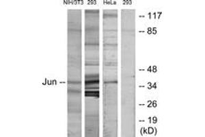 Western blot analysis of extracts from HeLa/293/3T3 cells, using c-Jun (Ab-170) Antibody.
