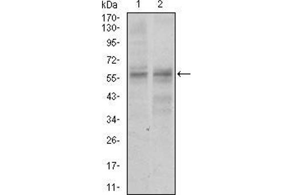 Nucleostemin antibody  (AA 1-226)