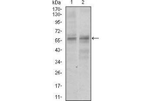 Western blot analysis using GNL3 mouse mAb against NIH3T3 (1) and PC-3 (2) cell lysate. (Nucleostemin antibody  (AA 1-226))