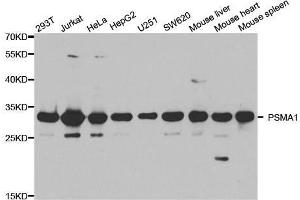 Western blot analysis of extracts of various cell lines, using PSMA1 antibody. (PSMA1 antibody  (AA 1-263))