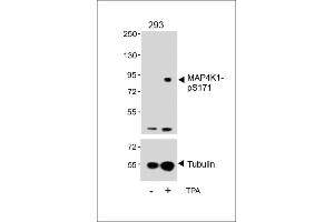 Western blot analysis of lysates from 293 cell line, untreated or treated with T, 200nM, 30 min, using P4K1-p(upper) or Tubulin (lower). (MAP4K1 antibody  (pSer171))