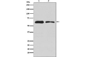Western blot analysis of DOPA Decarboxylase expression in (1) 293T cell lysate, (2) RAW 264 .