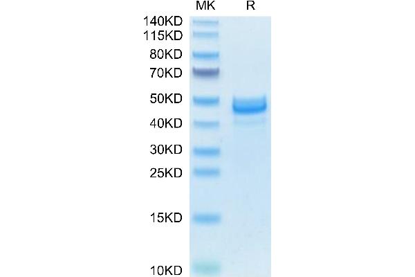 Amphiregulin Protein (AREG) (AA 100-248) (Fc Tag)