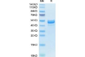 Mouse AREG on Tris-Bis PAGE under reduced condition. (Amphiregulin Protein (AREG) (AA 100-248) (Fc Tag))
