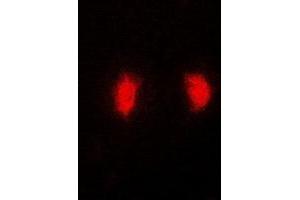 Immunofluorescent analysis of MRNP41 staining in MCF7 cells. (RAE1 antibody)